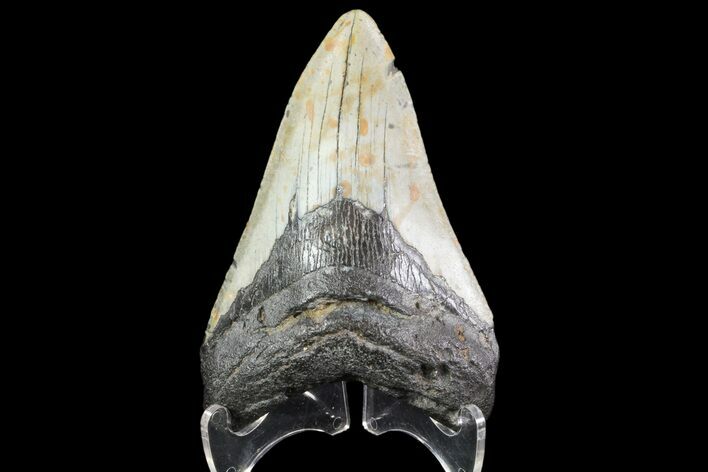 Fossil Megalodon Tooth - North Carolina #79895